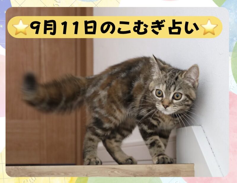 階段の上で警戒する猫