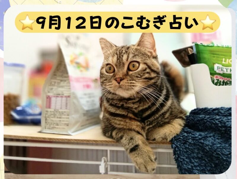 台の上で見つめる猫