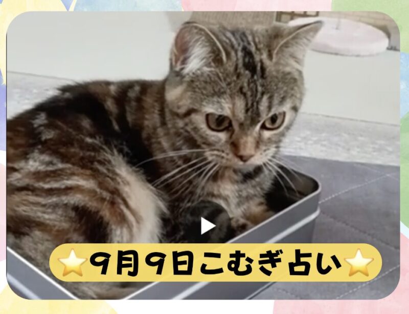 お菓子の箱に入った子猫