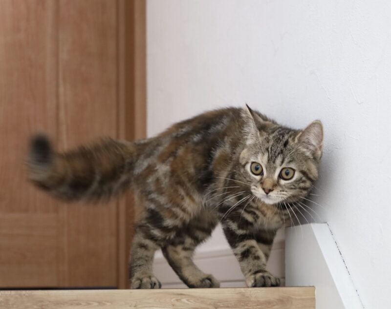 階段の上で警戒する猫