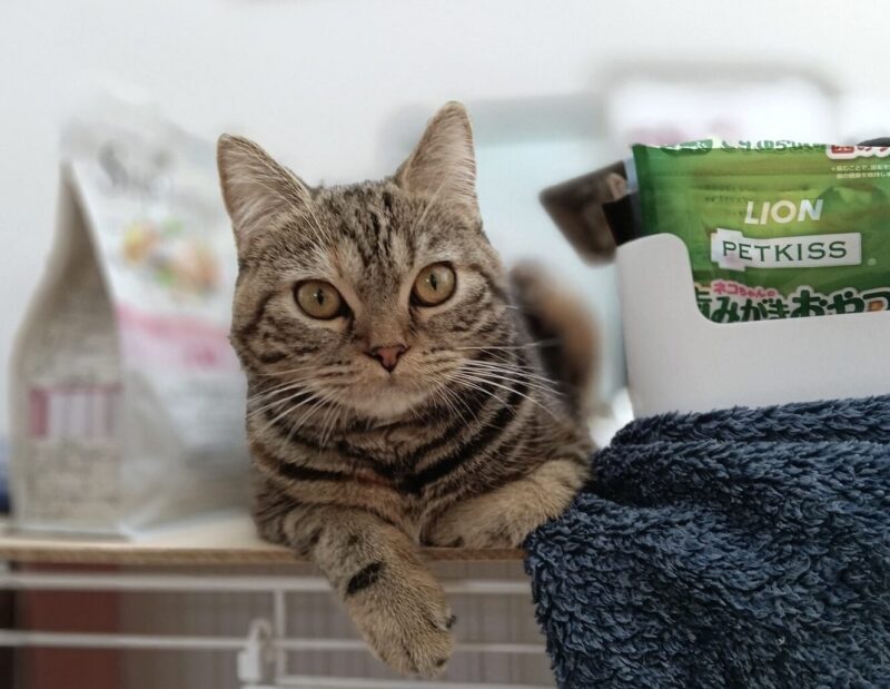 カメラ目線の猫