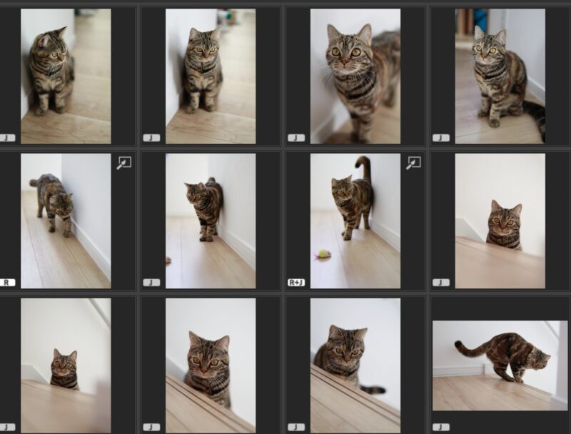 British Shorthair Cat