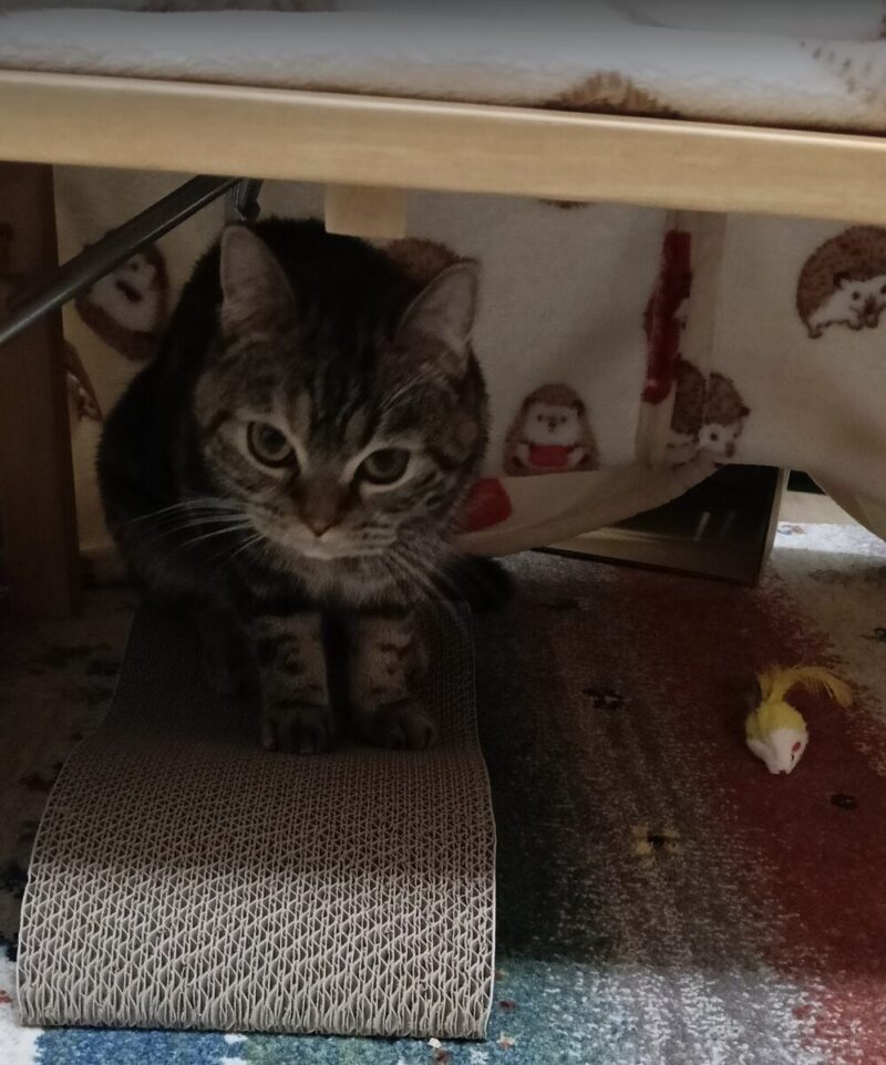 手作りこたつに入るこむぎ