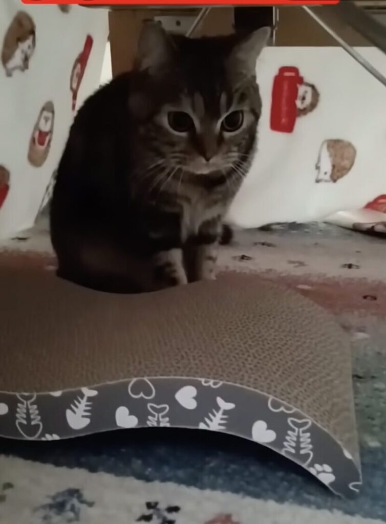 コタツの中でくつろぐこむぎ